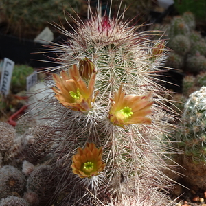 DSC07535Echinocereus russanthus