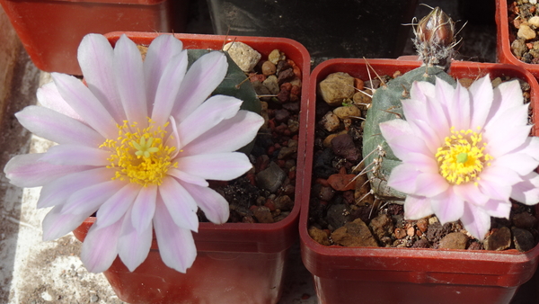 DSC07538Echinocereus knippelianus