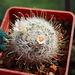 DSC07545Mammillaria nazanensis GM