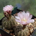 DSC07546Gymnocalycium bruchii ssp. brigitte