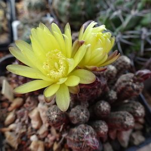 DSC07548Gymnocalycium andreae v. doppianum P 378