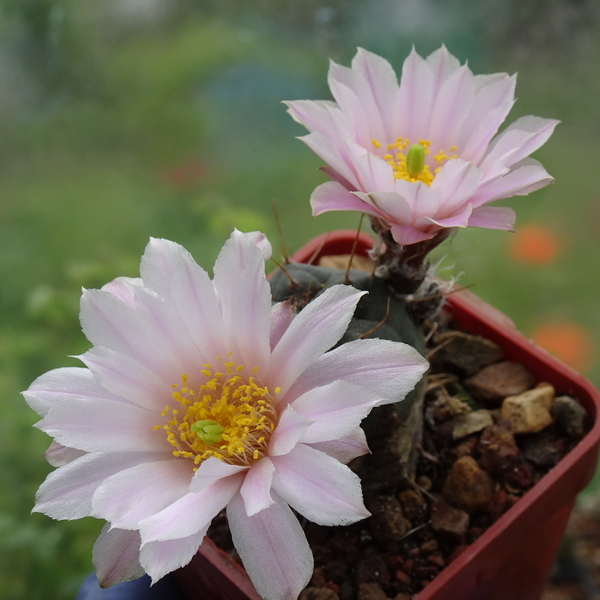 DSC07567Echinocereus knippelianus