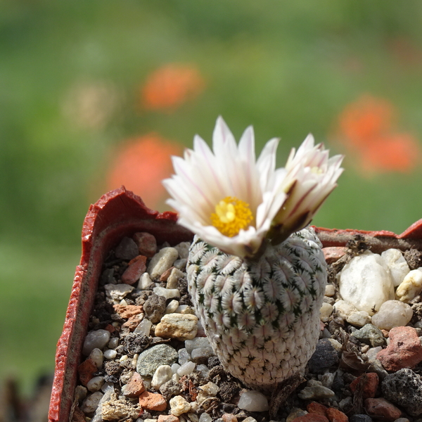 DSC07586Turbinicarpus valdezianus albispinus