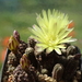 DSC07587Gymnocalycium andreae v. doppianum P 378