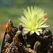 DSC07587Gymnocalycium andreae v. doppianum P 378