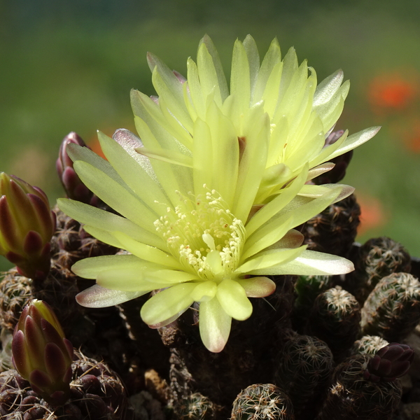 DSC07588Gymnocalycium andreae v. doppianum P 378