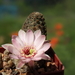 DSC07652Rebutia caracarensis (Fiacka)