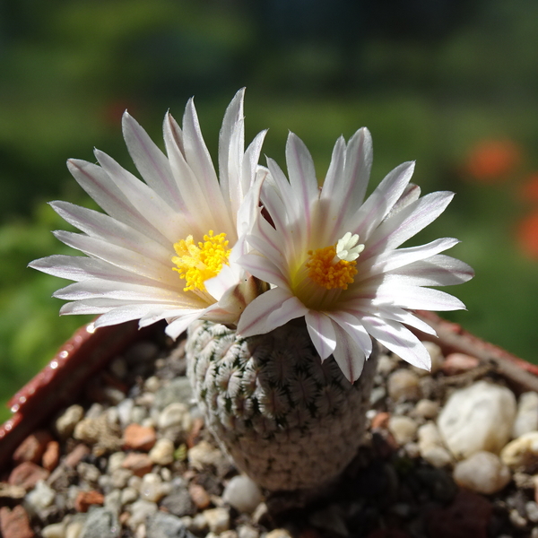 DSC07672Turbinicarpus valdezianus albispinus