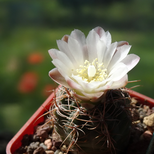 DSC07677Gymnocalycium carolinense LB 1399