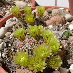 DSC07678Echinocereus chloranthus