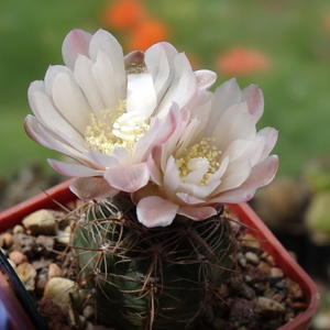 DSC07701Gymnocalycium carolinense LB 1399