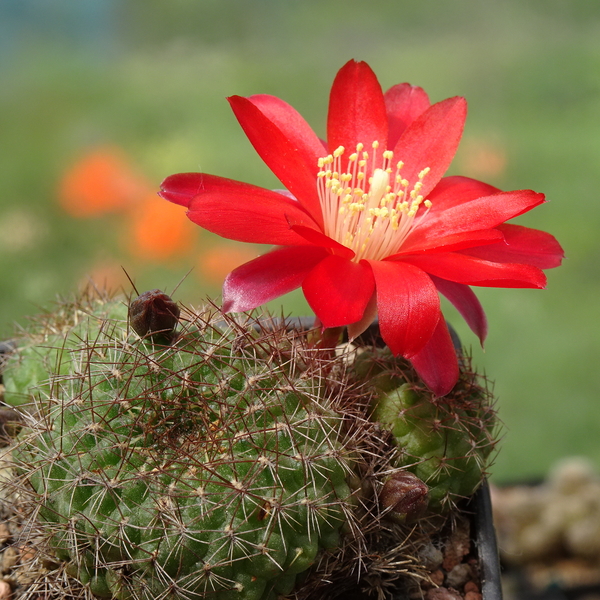 DSC07708Rebutia padcayensis RH220