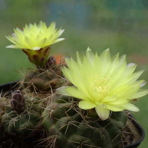 DSC07739Gymnocalycium andreae