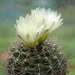 DSC07740Gymnocalycium schatzlianum