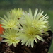 DSC07741Gymnocalycium andreae v. doppianum P 378