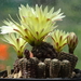 DSC07742Gymnocalycium andreae v. doppianum P 378