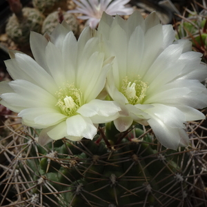 DSC07743Gymnocalycium schatzlianum