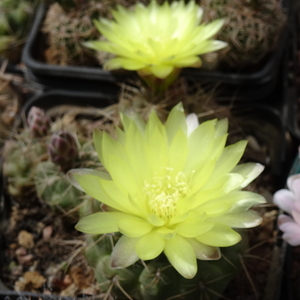 DSC07744Gymnocalycium andreae