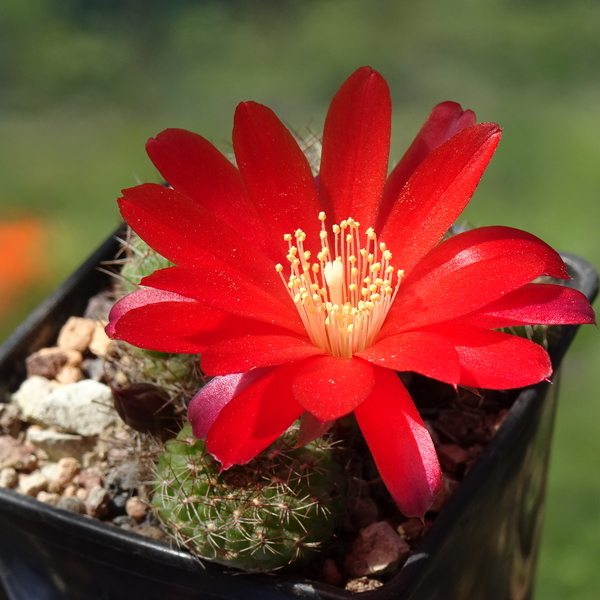 DSC07751Rebutia padcayensis RH220