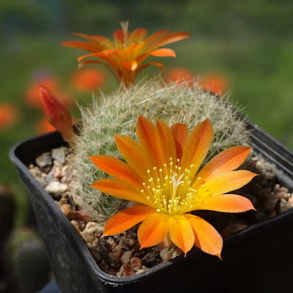 DSC07771Rebutia chrysacantha