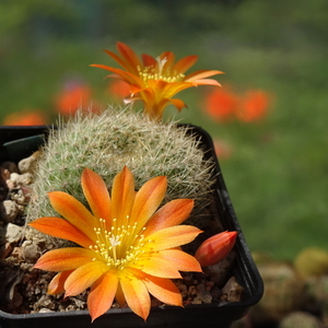 DSC07772Rebutia chrysacantha