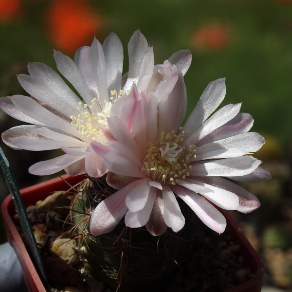 DSC07794Gymnocalycium carolinense LB 1399