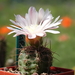 DSC07795Gymnocalycium carolinense LB 1399