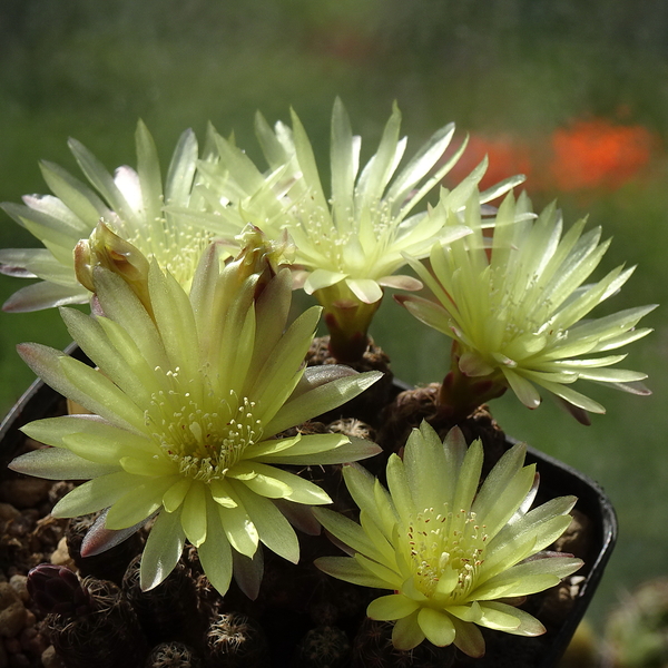 DSC07826Gymnocalycium andreae v. doppianum P 378