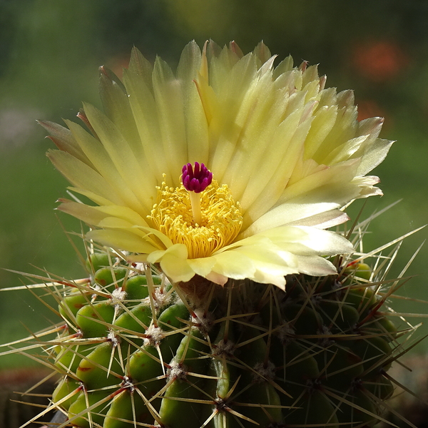 DSC07828Notocactus buiningii