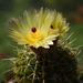 DSC07829Notocactus buiningii