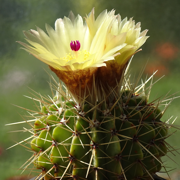 DSC07830Notocactus buiningii