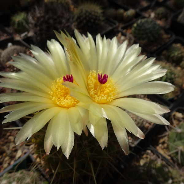 DSC07897Notocactus buiningii