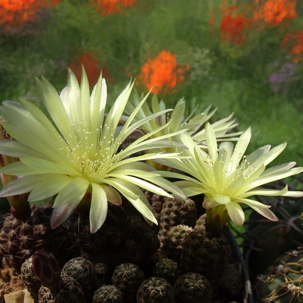 DSC07898Gymnocalycium andreae v. doppianum P 378