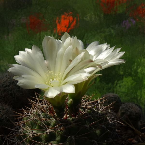 DSC07899Gymnocalycium schatzlianum