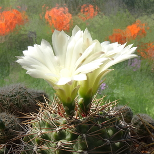 DSC07900Gymnocalycium schatzlianum