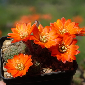 DSC07942Rebutia tarijensis RH 226