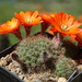 DSC07943Rebutia tarijensis RH 226