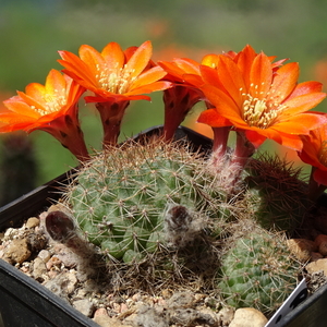 DSC07943Rebutia tarijensis RH 226