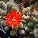 DSC07946Chamaecereus czerwony