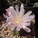 DSC07954Gymnocalycium carolinense LB 1399