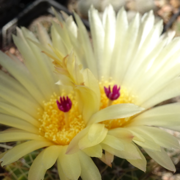 DSC07955Notocactus buiningii