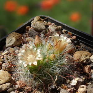 DSC07958Mammillaria bocasana