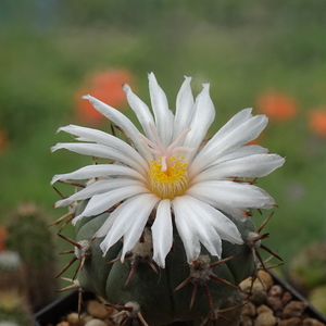 DSC07984Echinocactus horizontalonius v. subikii RS615