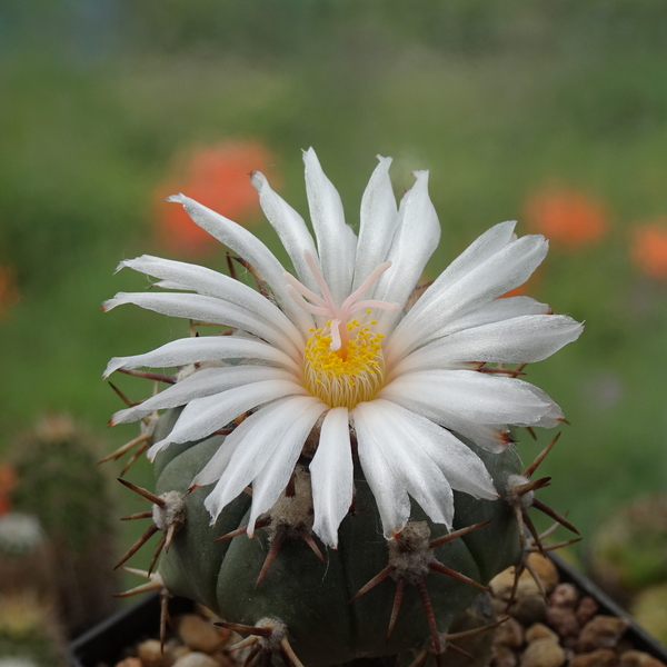 DSC07984Echinocactus horizontalonius v. subikii RS615