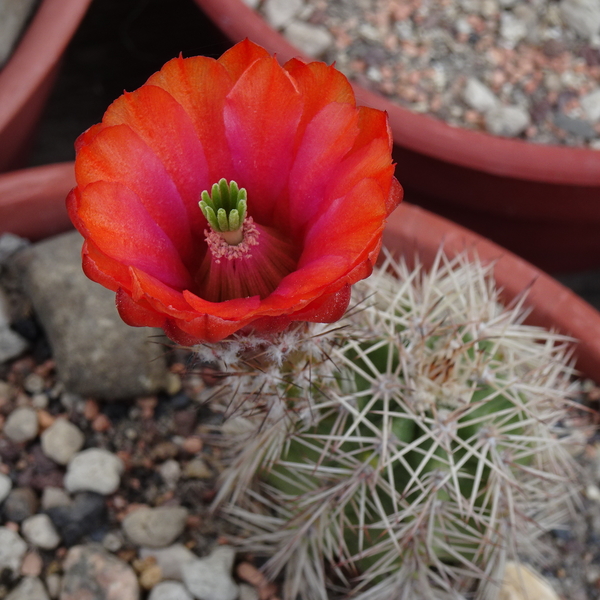 DSC07995Echinocereus hybr. bailey SB211 xtroglochidiatus