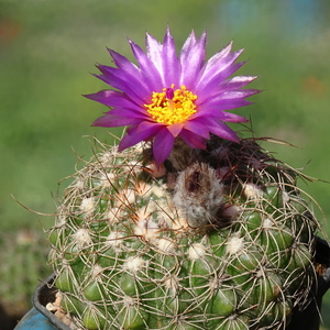 DSC08067Notocactus uebelmannianus  mały