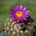 DSC08068Notocactus uebelmannianus  mały