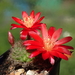 DSC08090Rebutia padcayensis RH220