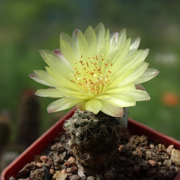 DSC08130Gymnocalycium andreae v. doppianum P 378