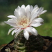 DSC08132Gymnocalycium amerhauseri STO 229